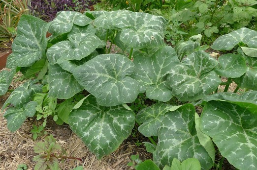 Kahurura (Pumpkin leaves)